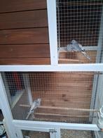 Te koop een koppel diamandduifjes met jonkie, Dieren en Toebehoren, Ophalen, Zo goed als nieuw, Kooi, Minder dan 60 cm
