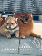 Pomeriaan pups, Rabiës (hondsdolheid), Overige rassen, 8 tot 15 weken, Meerdere