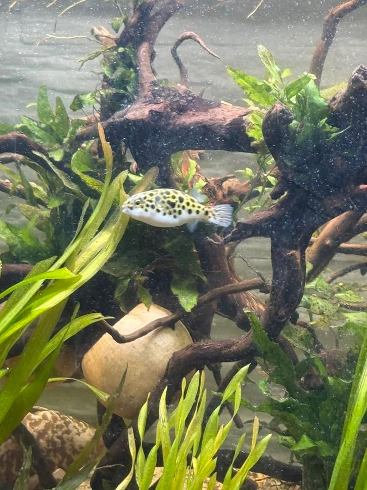 2 kleine kogelvisjes (green spotted) LEZEN, Dieren en Toebehoren, Vissen | Aquariumvissen, Vis