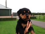 Forse Rottweiler pups geboren op boerderij, Overige rassen, 8 tot 15 weken, CDV (hondenziekte), Meerdere