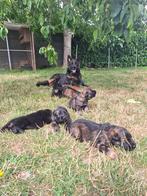 Mooie Duitse Herder pup met stamboom stokhaar, Dieren en Toebehoren, Reu, 8 tot 15 weken, Meerdere, Herder