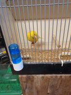 Kanariepoppen gezocht, Dieren en Toebehoren, Vrouwelijk, Kleurkanarie