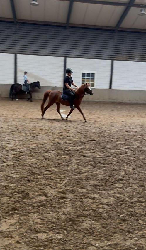 Bijrijder of verzorgster aangeboden!, Dieren en Toebehoren, Paarden en Pony's | Verzorgingsproducten, Ophalen of Verzenden