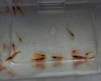 Neocaridina dwerg garnalen rood partij 14 stuks + eitjes, Kreeft, Krab of Garnaal