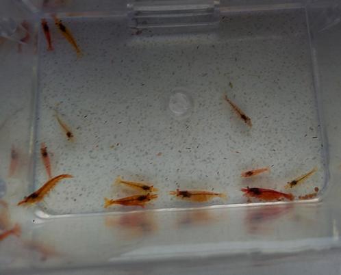 Neocaridina dwerg garnalen rood partij 14 stuks + eitjes, Dieren en Toebehoren, Vissen | Aquariumvissen, Kreeft, Krab of Garnaal