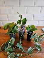 Hoya en kamerplanten stekjes pakket, Ophalen