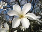 Wilde geurende Magnolia of beverboom planten