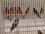 Bourkes parkieten mannen en poppen., Meerdere dieren, Parkiet, Geringd