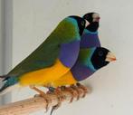 Gouldamadine - Chloebia gouldiae, Meerdere dieren, Tropenvogel, Geringd