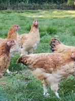 Marans tarwe groot, Dieren en Toebehoren, Pluimvee, Vrouwelijk, Kip