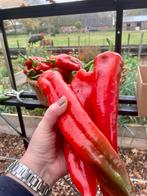 Zaden Zoete puntpaprika's  Corno di Toro Rosso, Ophalen of Verzenden, Voorjaar, Volle zon, Zaad