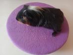 Sheltie beertje, Dieren en Toebehoren, Cavia, Mannelijk, Tam, September