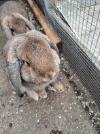 3 mooie jonge rammetjes, Dieren en Toebehoren, Konijnen, Mannelijk