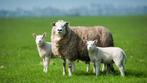 Gezocht drachtige schapen, Dieren en Toebehoren, Schapen, Geiten en Varkens, Vrouwelijk, Schaap