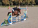8 jarige  allrounder ruin, Dieren en Toebehoren, Paarden, Springpaard, Met stamboom, Ruin, 170 tot 175 cm