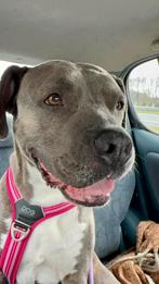 Vaste hondenoppas gezocht (middag & vakanties), Ophalen, Nieuw