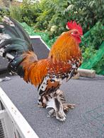 Sabelpootkriel haan, Dieren en Toebehoren, Pluimvee, Mannelijk, Kip