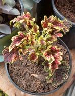 Siernetel in pot, Ophalen