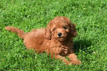 Poedel pups kleine taille  beschikbaar voor biedingen