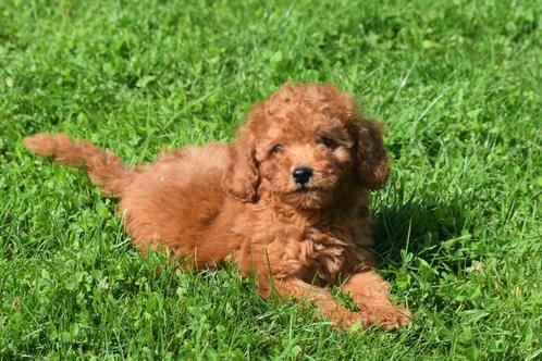 Poedel pups kleine taille, Dieren en Toebehoren, Honden | Chihuahua's en Gezelschapshonden, Meerdere dieren, Poedel, Fokker | Professioneel
