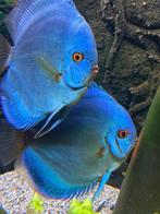 Discus vis Blue Diamond  Stocker   rond 6-7  cm  55 stuks, Dieren en Toebehoren, Vissen | Aquariumvissen, Vis, Zoetwatervis