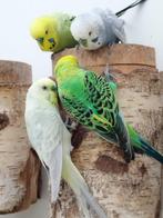 Liefdevolle tamme grasparkietjes te koop, Dieren en Toebehoren, Meerdere dieren, Parkiet, Tam