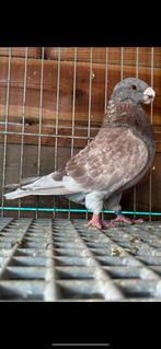 2 Show Racer doffers, Dieren en Toebehoren, Vogels | Duiven, Mannelijk