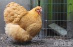 Kuikens, Dieren en Toebehoren, Pluimvee
