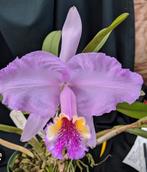 cattleya lueddemanniana (Pauji x Blanca) deelstuk, Ophalen of Verzenden, Overige soorten, Volle zon