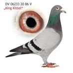 Doffer Linie Kittel -Dirk van den Bulck-Robin van Leuven, Mannelijk, Postduif