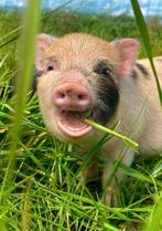 Boerderij dieren te koop! Mini Varkens en Geitjes🐽, Dieren en Toebehoren, Schapen, Geiten en Varkens, Meerdere dieren, Varken