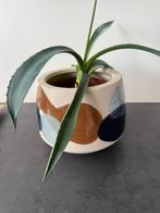 Plantpotten met plant, 16.5*19*14cm, Ophalen, Rond, Binnen, Zo goed als nieuw