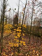 Parotia, Ophalen of Verzenden, Volle zon, Overige soorten