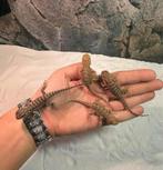 Baby baardagamen, Dieren en Toebehoren, Reptielen en Amfibieën, 0 tot 2 jaar