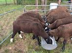 Mooie jonge zwartbles fokrammen., Mannelijk, Schaap, 0 tot 2 jaar