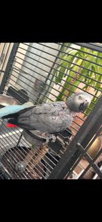 Papegaai, Dieren en Toebehoren, Vogels | Parkieten en Papegaaien, Mannelijk, Papegaai, Geringd
