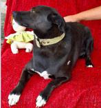 Gray is een prachtige hond met intelligente ogen., Particulier, Rabiës (hondsdolheid), Reu, 1 tot 2 jaar