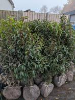 Portugese laurier, prunus lusitanica angustifolia 80-100, Tuin en Terras, Planten | Struiken en Hagen, Ophalen, Laurier, Haag
