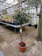 Photinia fraseri 'Red Robin' - Groenblijvende Heester €69,95, Tuin en Terras, Planten | Bomen, Lente, 100 tot 250 cm, Volle zon