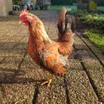 Serama haantje van 15 augustus, Dieren en Toebehoren, Pluimvee