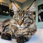 Mooie Maine Coon kater zoekt een nieuw huisje, Dieren en Toebehoren, Kater, Gechipt