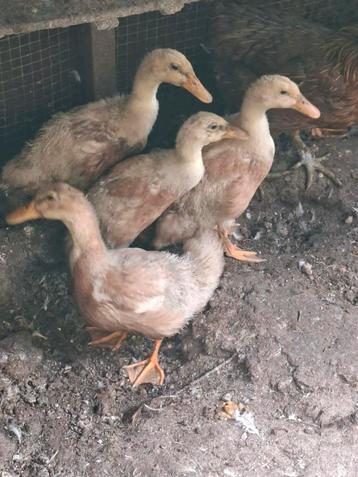 4 jonge Saksen Eenden beschikbaar voor biedingen