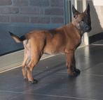 Mechelse herder TEEF, Dieren en Toebehoren, Honden | Herdershonden en Veedrijvers, België, Fokker | Hobbymatig, CDV (hondenziekte)