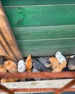 Verschillende jonge raskippen, Dieren en Toebehoren, Pluimvee, Meerdere dieren, Kip