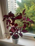 Coleus Plant in Pot, Huis en Inrichting, Kamerplanten, Overige soorten, In pot, Minder dan 100 cm, Groene kamerplant