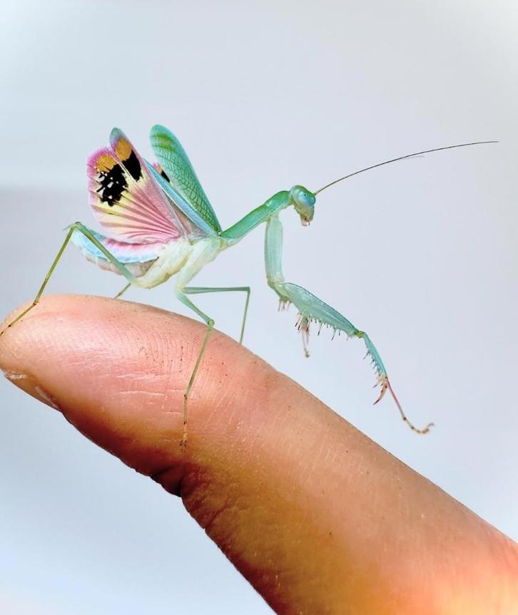 Bidsprinkhaan, Dieren en Toebehoren, Insecten en Spinnen