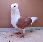 4 meeuwtjes, Dieren en Toebehoren, Meerdere dieren, Overige soorten