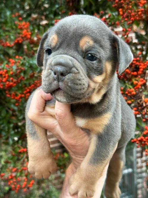 Bullforce Old English Bulldog pups vanaf 1500€, Dieren en Toebehoren, Honden | Bulldogs, Pinschers en Molossers, Meerdere dieren