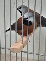Gordelgrasvink / Gordelgrasvinken, Dieren en Toebehoren, Meerdere dieren, Tropenvogel