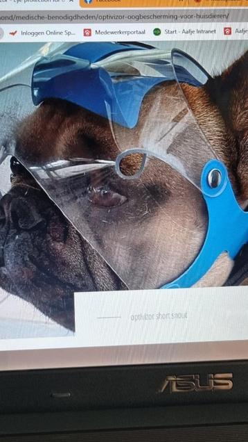 Optivizor Kortsnuitige honden beschikbaar voor biedingen